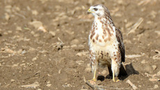 Mäusebussard_ (15).jpg